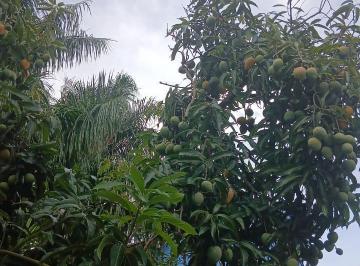 ec8dd55e-6547-4853-b267-93d08abfcdb5.jpeg · Casa - O Jardim Paulista é um bairro resid