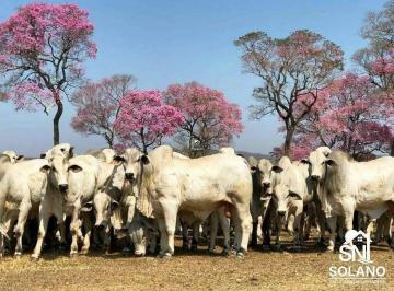 Rural · 45000m² · 3 Quartos · Espetacular Fazenda Bodoquena a Venda com 45.000 / 49.000 hectares na Região Oeste de MS.