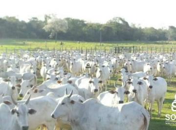 Rural · 45000m² · 3 Quartos · Espetacular Fazenda Bodoquena a Venda com 45.000 / 49.000 hectares na Região Oeste de MS.