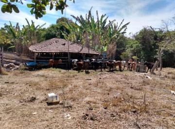 4e4c96555e2733ca98a4846c90376da2.jpeg · Fazenda / Sítios / Chácaras com 3 quartos à venda em Florestal, no bairro Valentim