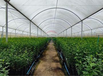 Rural · 26000m² · SITIO COM SEIS ESTUFA