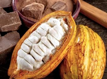 7-beneficios-do-cacau-para-a-saude-e-como-consumi-lo-20381776372853166.jpg · Grande fazenda de cacau SAF no Baixo Sul da Bahia com 2.400 hectares