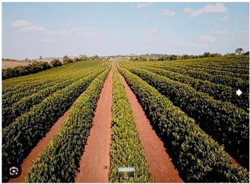 Rural , Santa Margarida · Leilão Exclusivo - Fazenda com plantação de café/Santa MargaridaMG