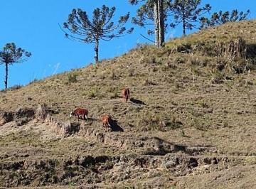 24399163_4.jpg · Área de 18,6 hectares situada em Bom-Retiro/ SC