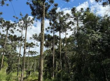 24219840_4.jpg · Área de 2,0 hectares em Rio Rufino/ SC