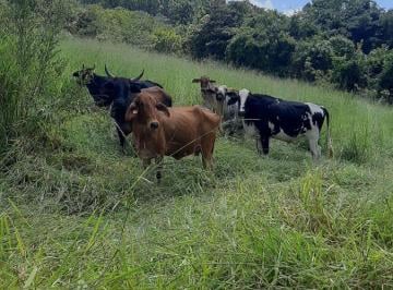 Rural , Curvelo · Fazenda em Curvelo MG - 60 hectares