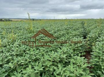 Rural , Itapetininga · Fazenda com 41 alqueires, plantação de soja, milho na região de Itapetininga-SP