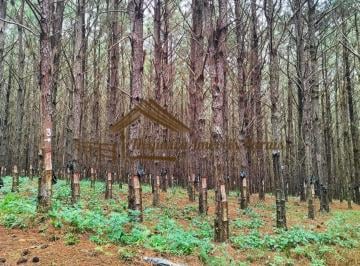 Rural , Itapetininga · EXCELENTE FAZENDA COM PINUS A VENDA NA REGIÃO DE ITAPETININGA-SP