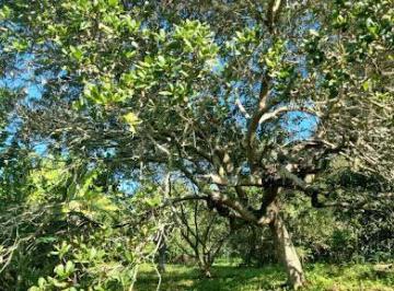 Imagem 1 · Chácara para venda em Vale da Figueira (Ponta Negra), Maricá