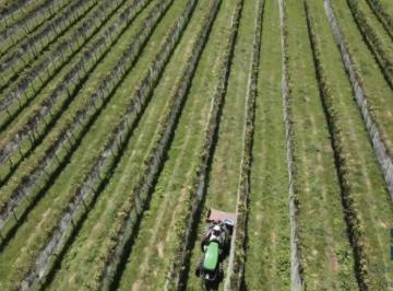 Foto 01 · - Fazenda, Vinícola, Sítio, A VENDA, próximo ao centro de São Joaquim SC