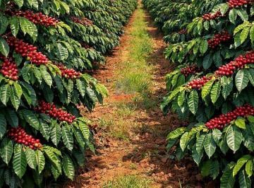 Rural · 3360000m² · Fazenda de Café em São Sebastião da Grama | 336ha à Venda