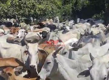 Vacas Nelore em Campo Belo Minas Gerais · Fazenda à Venda em Campo Belo MG | 720 ha | 1.000m A