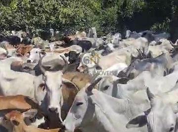 Vacas Nelore em Campo Belo Minas Gerais · Fazenda à Venda em Campo Belo MG | 720 ha | 1.000m A