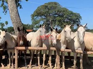 Rural · 860000000m² · Fazenda 86 mil ha em Poconé MT | Pecuária de Larga Escala