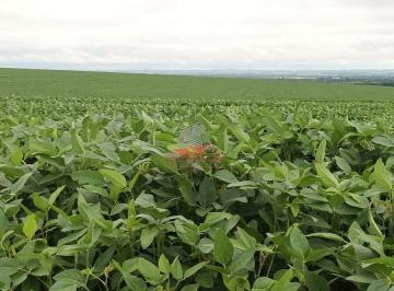 Desenvolvimento uniforme: Plantio de soja consolidado em área mecanizável. · Fazenda 100 Alq Ivaté PR | 80 Alq Plantio | Beira Rio Ivaí