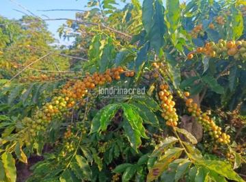 phqd5d02ytiwm2zhmme1zjbm_md · Sítio à Venda em Lavrinha, Pinhalão - PR