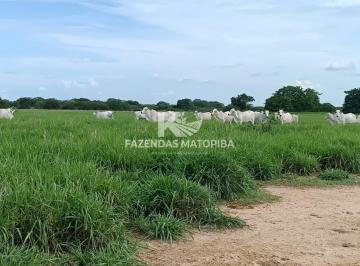 i1.jpg · Fazenda 10.000 HA