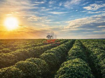 Diversificação de portfólio: área com aptidão comprovada para grãos, permitindo rotação de culturas e múltiplas fontes de receita. · Fazenda de Café em Capelinha MG | 1208 ha e Alta Tecnologia