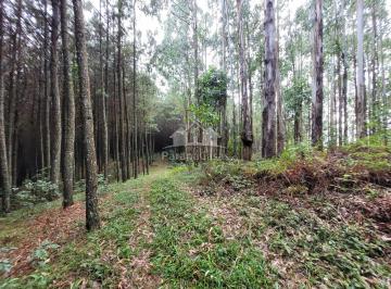 Area rural com pinus · Área de 2,5 Alqueires em Bocaiúva do Sul