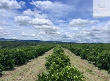 Foto 01 · Fazenda a venda de porteira fechada na região de Brotas com 94 alqueires plantados em laranja citric