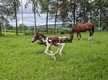 Rural · 10m² · 4 Quartos · 10 Vagas · Vendo Lindo Haras - Chácara localizado em São José da Varginha, Esmeraldas/MG com 10 hectares !