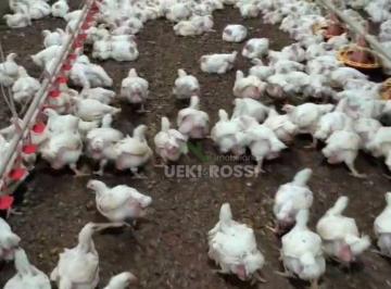 Imagem 1 · Fazenda