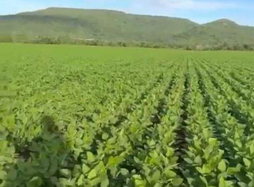 Rural de 4 quartos, Brejinho de Nazaré · Fazenda 314 Alqueires - Tocantins - 700ha de lavoura