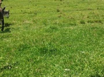 Imagem 1 · Fazenda