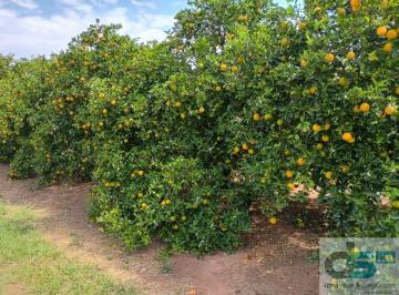 Foto 01 · Fazenda de 77,5 Alqueires em Marília-SP - Oportunidade única!