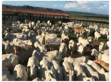 dd21384fbdbb73cccc1fbd715cfbd1fa.jpg · Fazenda com 7.100 hectares, duas glebas, dupla aptidão, com 1.385 abertos consolidaddos com pecuária