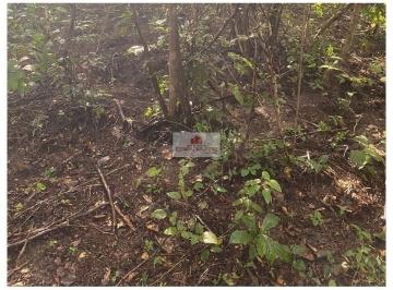 0f7dea9b8520b70d9069ef7f99574736.jpg · Fazenda na regial de Cocal-PI, com 235 hectares, dupla aptidão, plana, acima de 19% de argila