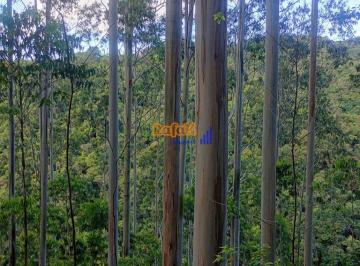 ymjbbr42otgwnzg4nti0ytu4_md · Reflorestamento Pinus e Eucalipto 50 Hectares Para Sítio- Anitápolis SC
