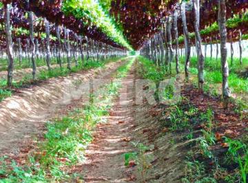 Imagem 1 · Fazenda