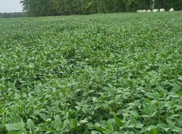 Rural · 5512m² · Fazenda em Zona Rural - Gaúcha do Norte