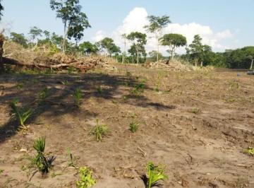 202501281241184117.jpg · Sítio à venda no bairro Rural em Miranda/MS