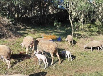 vhlxeje90otdap7if5dcxbpzqkaecpbnynozn6zold02owzlm2fjndlhngqx_md · Altos da Serra Catarinense – Privacidade, Natureza e Vistas Esplêndidas