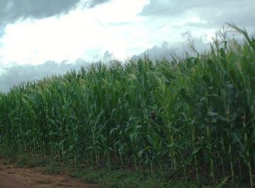 Imagem 1 · Fazenda para venda em Centro, Nova Brasilândia