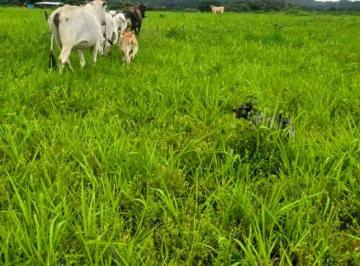 Rural de 3 quartos, Colinas do Sul · FAZENDA DUPLA APTDÃO, LAVOURA E PECUÁRIA, REGIÃO NORTE DE GOIÁS