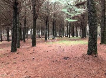 Rural · 260000m² · 26 ha de área de terras para reflorestamento em Potreiro Velho/Tainhas São Francisco de Paula