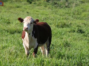Imagem 1 · Fazenda