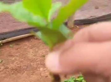 Imagem 1 · Fazenda para venda em Centro, Bom Sucesso