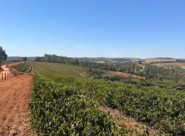 Imagem 1 · Fazenda para venda em Centro, Elói Mendes