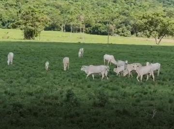 Imagem 1 · Fazenda