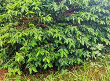 Imagem 1 · Fazenda para venda em Centro, São Gonçalo do Sapucaí
