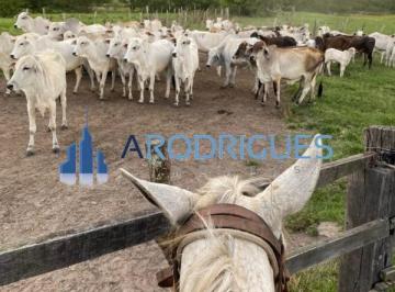 Imagem 1 · Fazenda