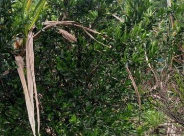 Imagem 1 · Sítio para venda em Jardim Rosário, Ibirité