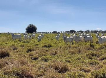 Imagem 1 · Fazenda
