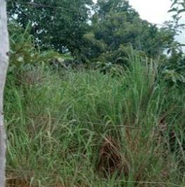 Imagem 1 · Fazenda