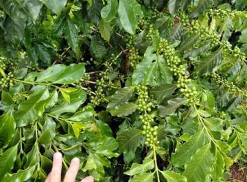 Imagem 1 · Fazenda para venda em Centro, Piumhi