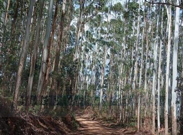 Rural · PINUS SEM TERRA